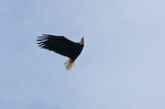 Bald Eagle In Flight